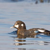 Harlequin Duck